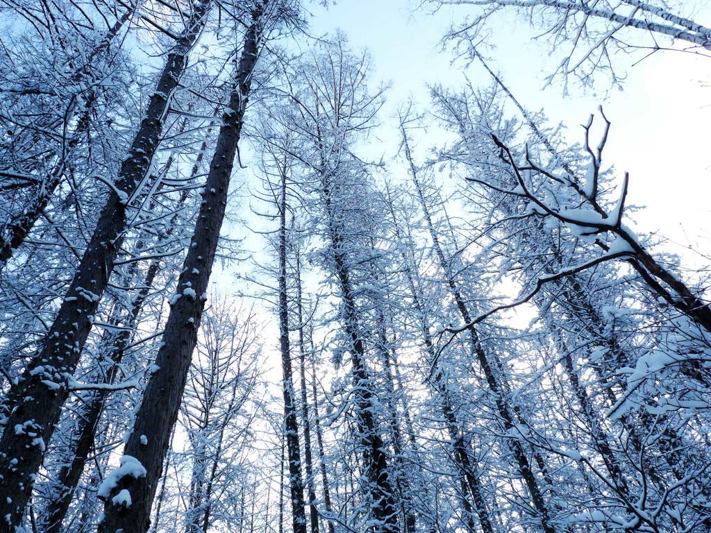 Shin Furano Prince Hotel Dış mekan fotoğraf Snow-covered trees in the Black Forest